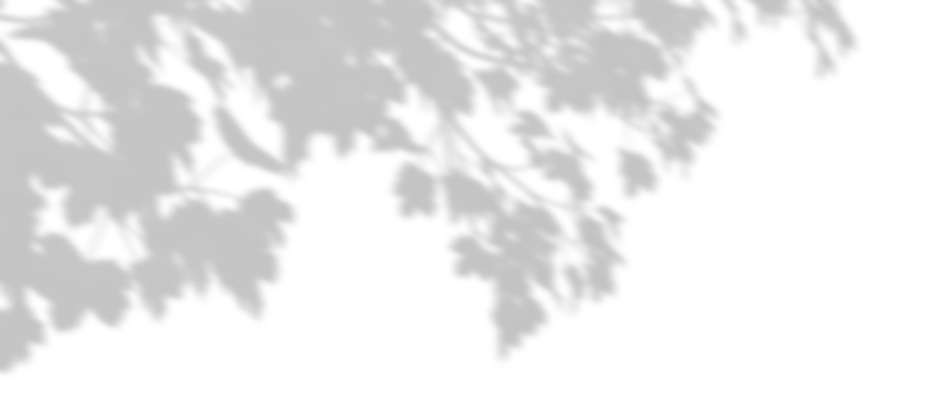 Realistic shadow shade tropics tree branches leafs cut-out white backgrounds 3d rendering